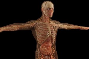 Anatomofisiologia- noções básicas