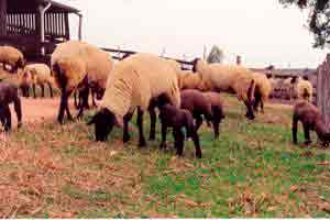 Produção de ovinos de corte