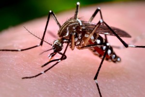Combate a Dengue e Zika
