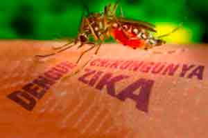 Combate a Dengue, Zika e Chikungunya