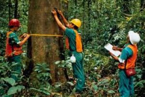 Introdução à Cadeia de Responsabilidade Florestal (CdR) - PEFC