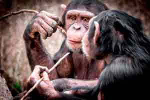 Introdução a Primatologia