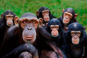Introdução a Primatologia